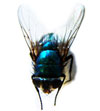 Bluebottle Fly